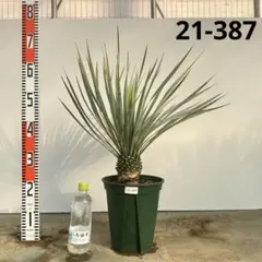 2025年最新】ユッカロストラータの人気アイテム - メルカリ