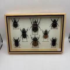 カブトムシ標本 6匹セット フレーム付き - メルカリ
