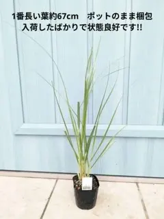 にゃー様 リクエスト 2点 まとめ商品