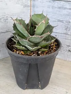 2026年最新】アガベ ブルーボールの人気アイテム - メルカリ