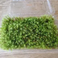 タマゴケMサイズのサムネイル