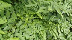 レザーファン　れざーふぁん　(2株)