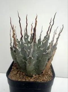 アガベ ユタエンシス エボリスピナ ※鉢のままメルカリ便発送※ - メルカリ