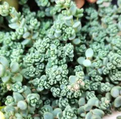 パープルヘイズ　20カット+α　多肉植物　セダム　ダシフィルム