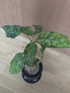 AZ便 Aglaonema pictum 'ちゃんぷーる'【AZ0421-1】 - メルカリ
