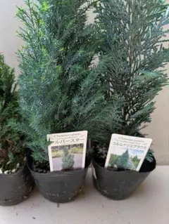 2025年最新】コニファー シルバースターの人気アイテム - メルカリ