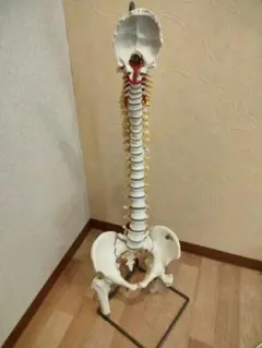 2025年最新】骨格模型 3bの人気アイテム - メルカリ