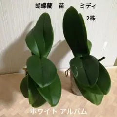 胡蝶蘭 大輪 花が終わったあとの株 元気な株 16株セット 花色 白