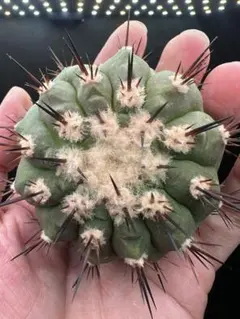 2026年最新】黒王丸の人気アイテム - メルカリ