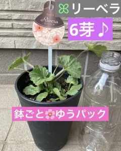 2026年最新】ラナンキュラスラックス リーベラの人気アイテム - メルカリ