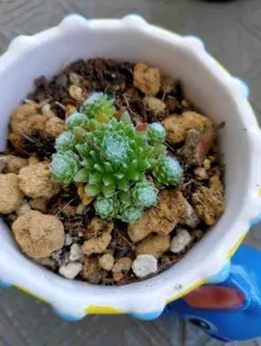 多肉植物 センペルビウム ブラウンアイ No.190【黄】 - メルカリ
