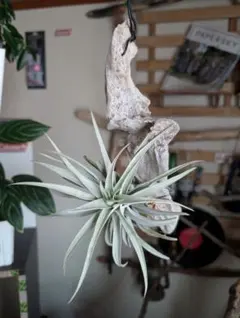 ハ*ル様 Tillandsia capillaris HR7101 2,400m - メルカリ