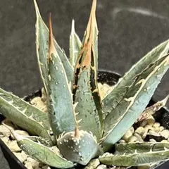 アガベ パープソラム　バニラアイス　胴切り子株　牛乳植物 みるくインフォメーション . 発送を控えているアガベと鉢は