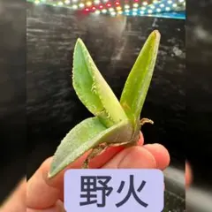 カナダ様 リクエスト 3点 まとめ商品