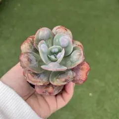 はじまりの花 抜き苗 多肉植物 ミックスベリア おらいさん苗 - メルカリ