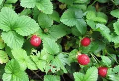 자연산 강화 산딸기 30알+쁘띠 무료배송+전국 익명 무료배송, 함께 묶음 배송 가능 ☘