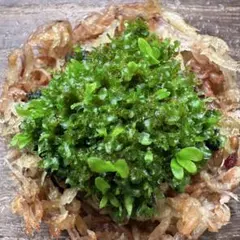 西尾昌樹様専用 リドレイパカラン前葉体XL×4 Ridleyi Pakarang