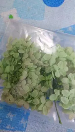 프리저브드 플라워 수국 라이트 그린