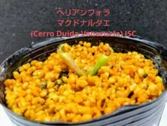 パ*コ様 食虫植物 ヘリアンフォラ マクドナルダエ - メルカリ