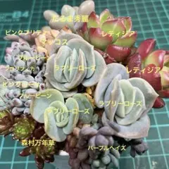 つぶつぶ多肉寄せ植え　S