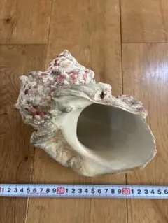与那国島　夜光貝　貴重　インテリア小物