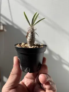 2026年最新】グラキリス パキポディウムの人気アイテム - メルカリ