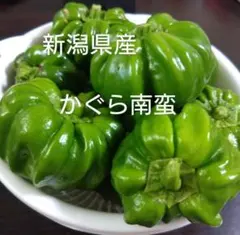 新潟県中越地区産 かぐら南蛮 神楽南蛮のサムネイル