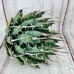 ノンタン様 リクエスト 3点 まとめ商品