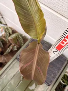 MN2 ムサノノ ピンクバナナ苗 Musa Nono Pink 斑入り - メルカリ