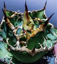 2025年最新】オアハカ 子株の人気アイテム - メルカリ