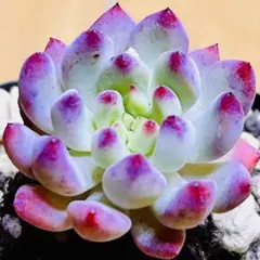 多肉植物 ❤️ブルーアップル❤️韓国苗育成 抜き苗 a3のサムネイル