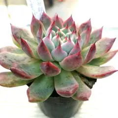 鬼灯様 リクエスト 2点 まとめ商品