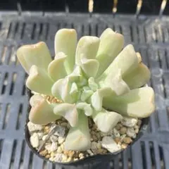 2025年最新】スプレンダー 多肉植物の人気アイテム - メルカリ