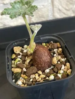 2026年最新】塊根 ペラルゴニウムの人気アイテム - メルカリ