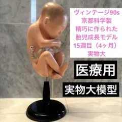 2026年最新】京都科学標本の人気アイテム - メルカリ