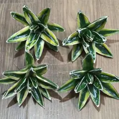 2026年最新】アガベ sad 錦の人気アイテム - メルカリ