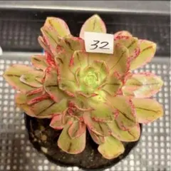 28#観葉植物アエオニウム❤️サラダボール❤️1大頭1小頭17cm 拔き苗 28#観葉植物アエオニウム❤️サラダボール❤️1大頭1小頭17cm 拔き苗