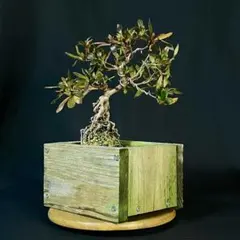 2025年最新】皐月 盆栽の人気アイテム - メルカリ