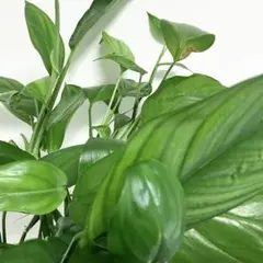 ヤマサキカズラ　発根苗　3本セットのサムネイル