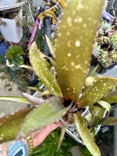 nnn@プロフ見てね様 リクエスト 2点 まとめ商品