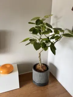 植物