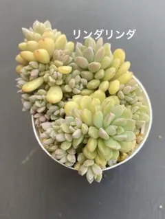 ②ぼのぼのさん苗3点セット※札なし※ ポットごとメルカリ便※バラ売り不可※ システムサービスから『ぼのぼの』のプライズが2026年1月より連続登場