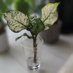 アグラオネマ 観葉植物 ホワイト