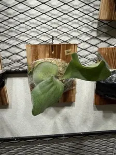 ヒリー ヘリオス：P.Hillii cv. Helios (OC・PUP) P.Hillii cv. Helios 【artPLANTs】ビカクシダ/Platycerium
