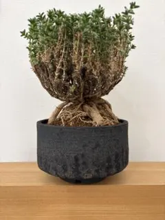 2025年最新】加藤裕章 鉢の人気アイテム - メルカリ