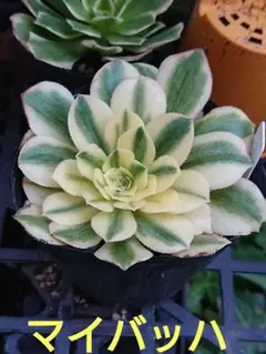 えるもっち様 リクエスト 3点 まとめ商品