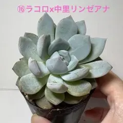 ⑱チワワエンシスイエコラx臼田リンゼアナ☆サボテン相談室 - メルカリ
