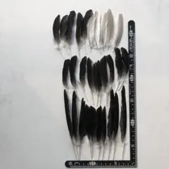 Item thumbnail for item 4e060606-388d-435f-8ef1-eb4305aa4d78