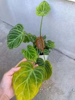 T072 激レア種！！こちらが本物のアンスリウム ミナハサ 現地球 H052