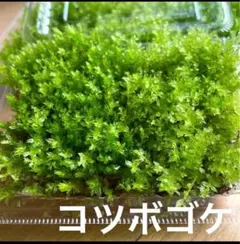 くーちゃん様 リクエスト 2点 まとめ商品